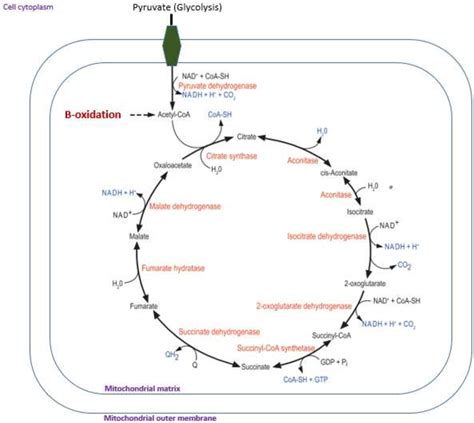 Beta Oxidation Knowledge Quester