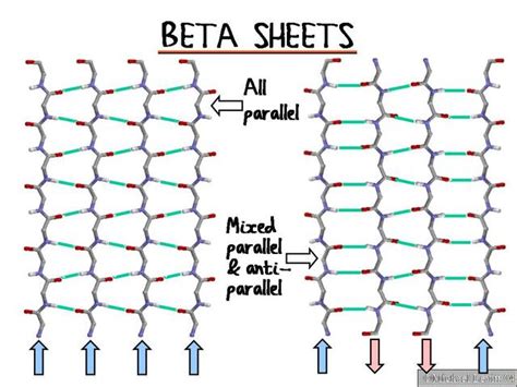 Beta Sheet Wikipedia
