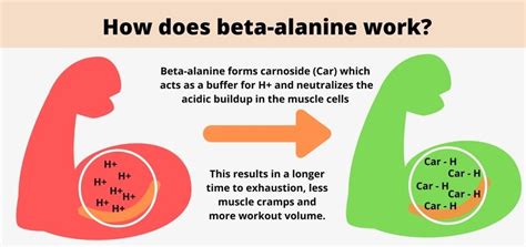 Beta alanine Function benefits and sources