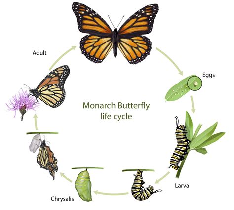 Beta monarch butterfly.  Learn about the life cycle, identification, diet, mi...
