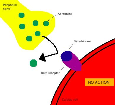 Beta-Blockers - Physiopedia