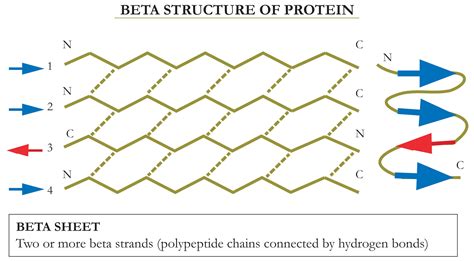 BetaPleated Sheet
