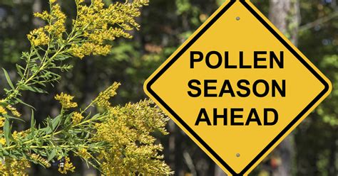 Check your local TV or radio station, your local newspaper, or the internet for pollen forecasts and current pollen levels. If high pollen counts are forecasted, start taking allergy medications before your symptoms start. Close doors and windows at night if possible or any other time when pollen counts are high.. 
