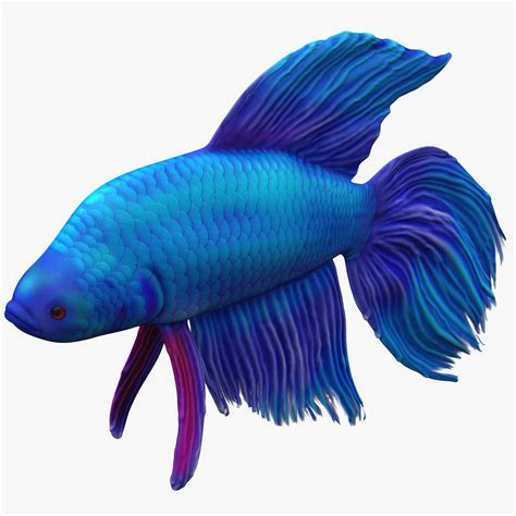 Betta Fish 3D Model