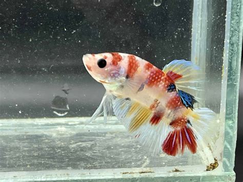 Betta Fish Tumor: Causes, Cures, and More - Betta …