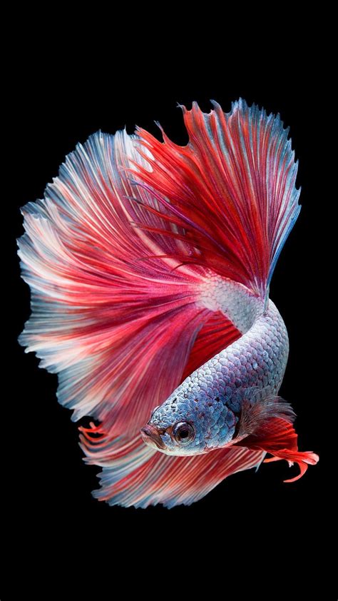 Betta Fish Wallpaper 4k