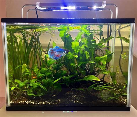Betta fish explode.  This includes the recommended tank size, water quality a...