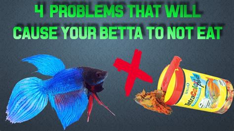 Betta fish not eating. Hi, there, No mystery as to why the fish is feeling ill and lethargic, partial water changes should be carried out at least once a week, not once a month. This removes Nitrates from the water and replenishes the minerals used up be the fish. May I suggest you start doing a 25% water change on both tanks and when you let us know the figures for. 