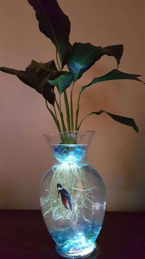 Betta fish with plant in vase. Things To Know About Betta fish with plant in vase. 
