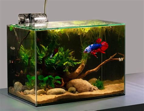 Read Betta Fish Aquarium Guide To Keeping And Caring Betta For Beginners Freshwater Tropical Fish Healthy Beginning Simple Aquarium Set Up And Maintenance Compatibility Breeders By Jessica Jones