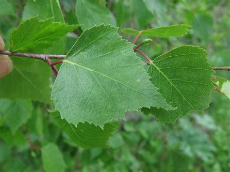 Betula pendula - Roth. - PFAF