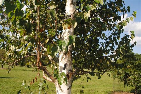 Betula pendula subsp. mandshurica (Asian White …