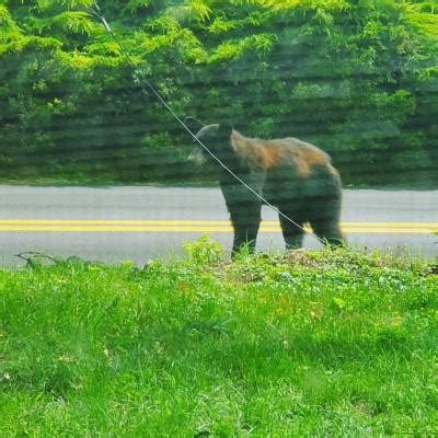 Beware: Bear spotted in Jefferson County, Missouri