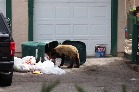 Beware of hungry bears packing on the pounds before Colorado winter