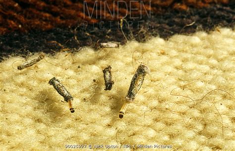 Beware of the Wardrobe Invaders: Case Bearing Clothes Moths