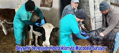 Beyşehir’de hayvan hastalıklarıyla mücadele çalışmaları sürüyor