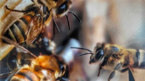 Bey arı ürünleri