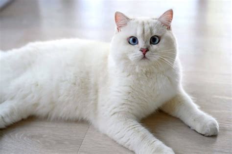 Beyaz cins kedi