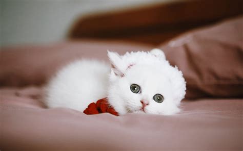 Beyaz tüylü kedi