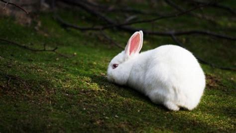 Beyaz tavşan megaways yuvası