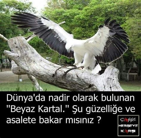 Beyaz ve yeşil tüy dekor, kartal, kuşlar, resmi, tüyler, hayvanlar,. 