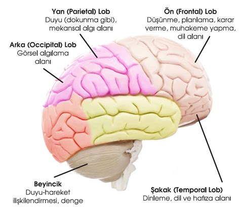 Beyin sapında hangi kısımlar bulunur
