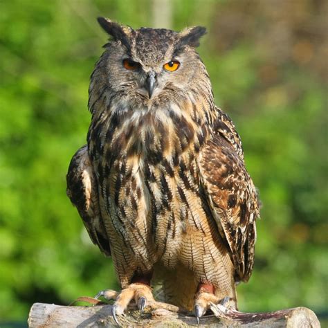 Bhúo. Sep 23, 2015. #20. The typical English speaker will call both búho and lechuza " owl ." When there is a need for distinction we will say owl for the big one and barn owl for the small one. Sometimes if we want to emphasize the large owl, we will say horned owl. This is the typical, non-scientific English usage. 