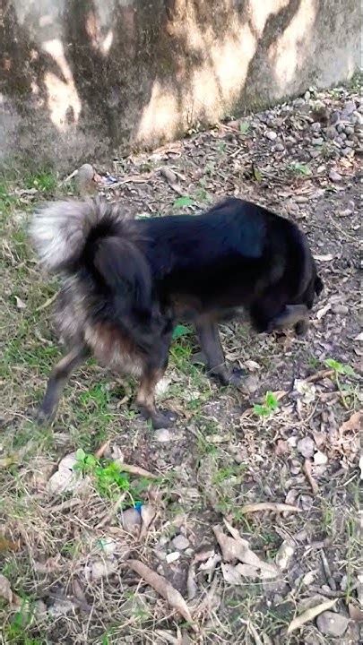 Bhotiya dog price in haldwani. .  <a href=https://nazion.ru/d0irsgp/vw-t4-workshop-m...