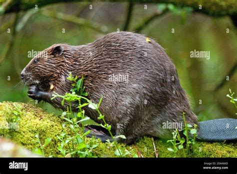 Biber Halı ve Koltuk Yıkama