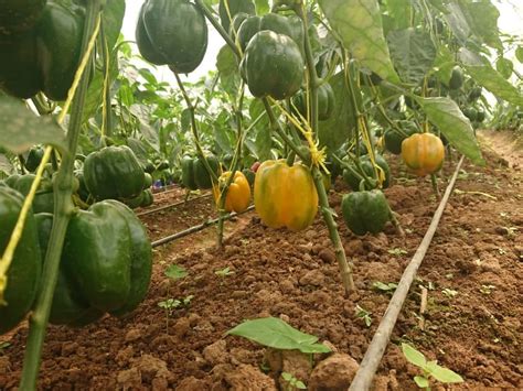 Biber Üretiminde Tarihi Rekor; 36 Milyon 286 Bin 640 Ton. 