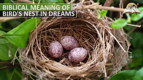 Biblical Meaning of BIRD NEST in Dream - Bird