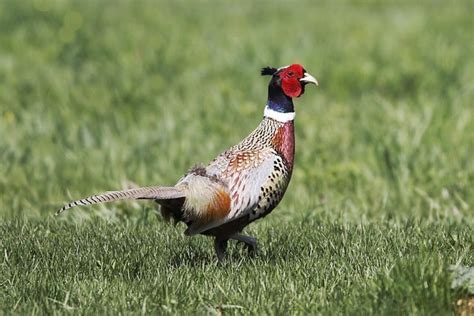 Biblical meaning of pheasant. .  <a href=https://tmr-report.novatrack-webse...