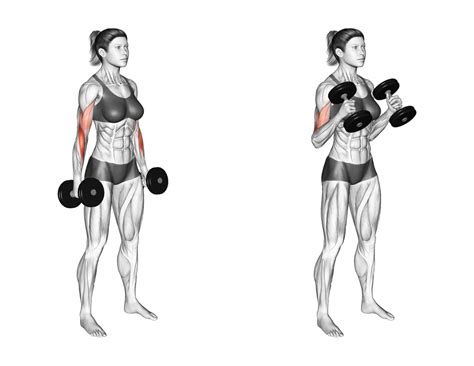 Bicep curl to hammer curl.  This guide includes video tutorials, a full...