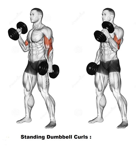 Bicep dumbbell exercises. Things To Know About Bicep dumbbell exercises. 