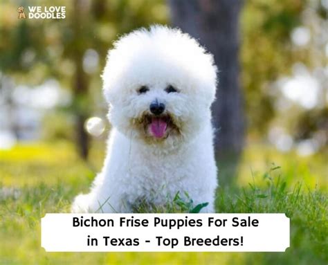 Bichon Frise Puppies in Texas: Top 6 Breeders! (2024)