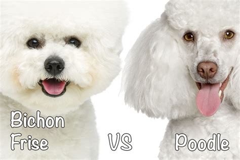 Bichon Frise vs Poodle: Breed Comparison