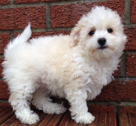Bichon Poodle Mix Puppies For Sale