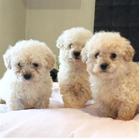 Bichon X Poodle Puppies For Sale