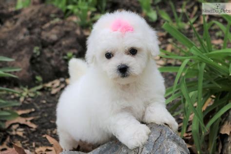What is the typical price of Bichon Frise puppies in Lakeville, MN? The typical price for Bichon Frise puppies for sale in Lakeville, MN may vary based on the breeder and individual puppy. On average, Bichon Frise puppies from a breeder in Lakeville, MN may range in price from $875 to $985. ….. 