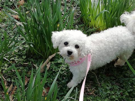 Search for a Bichon Frise puppy or dog. Use the search