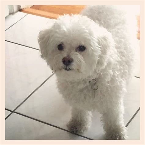 Bichon frise for adoption near me. Find Bichon Frise puppies for saleNear South Carolina. Find Bichon Frise puppies for sale. Fluffy, friendly, and full of life, Bichon Frises make for ideal pups for city-dwellers and people with young children. A small breed, Bichons are easily trainable and distinctive for their low-shed white coat. Learn more. Transportation. Location. Price. 