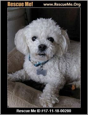 Pictures of Masio a Bichon Frise for adoption in Charlotte, NC who n