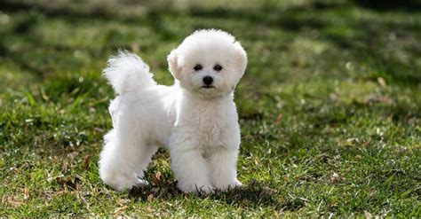 Bichon fur kids.  &rdquo; in 4 reviews Launched in January 2010, Bichon FurKids Forever Fos...