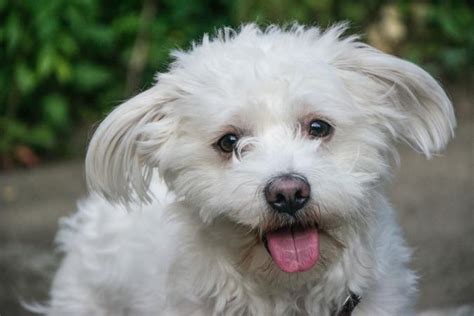 There are animal shelters and rescues that focus specifically on finding great homes for Bichon Frise puppies in Minnesota. Browse these Bichon Frise rescues and shelters below. Here are a few organizations. Rescue. No Dog Left Behind. PO Box 29461, Brooklyn Center , MN 55429. Pet Types: dogs.. 