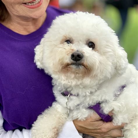 Bichon rescues near me. Things To Know About Bichon rescues near me. 