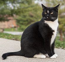 Bicolor cat - Wikipedia