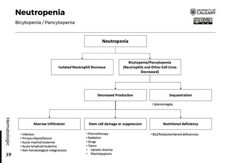 Bicytopenia & Macrocytic Anemia: Causes & Reasons - Symptoma