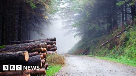 Bid to halt abolition of forestry body - BBC News