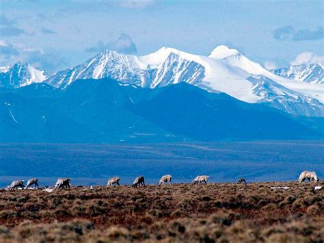 Biden administration cancels remaining oil and gas leases in Alaska’s Arctic Refuge