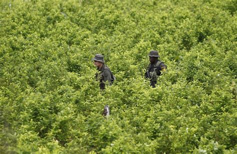 Biden administration suspends satellite monitoring of Colombian coca crops as cocaine surges